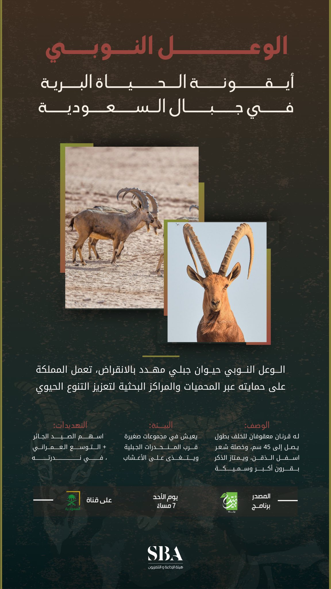 الوعل النوبي؛ أيقونة تُجسّد الحياة البرية في جبال السعودية.