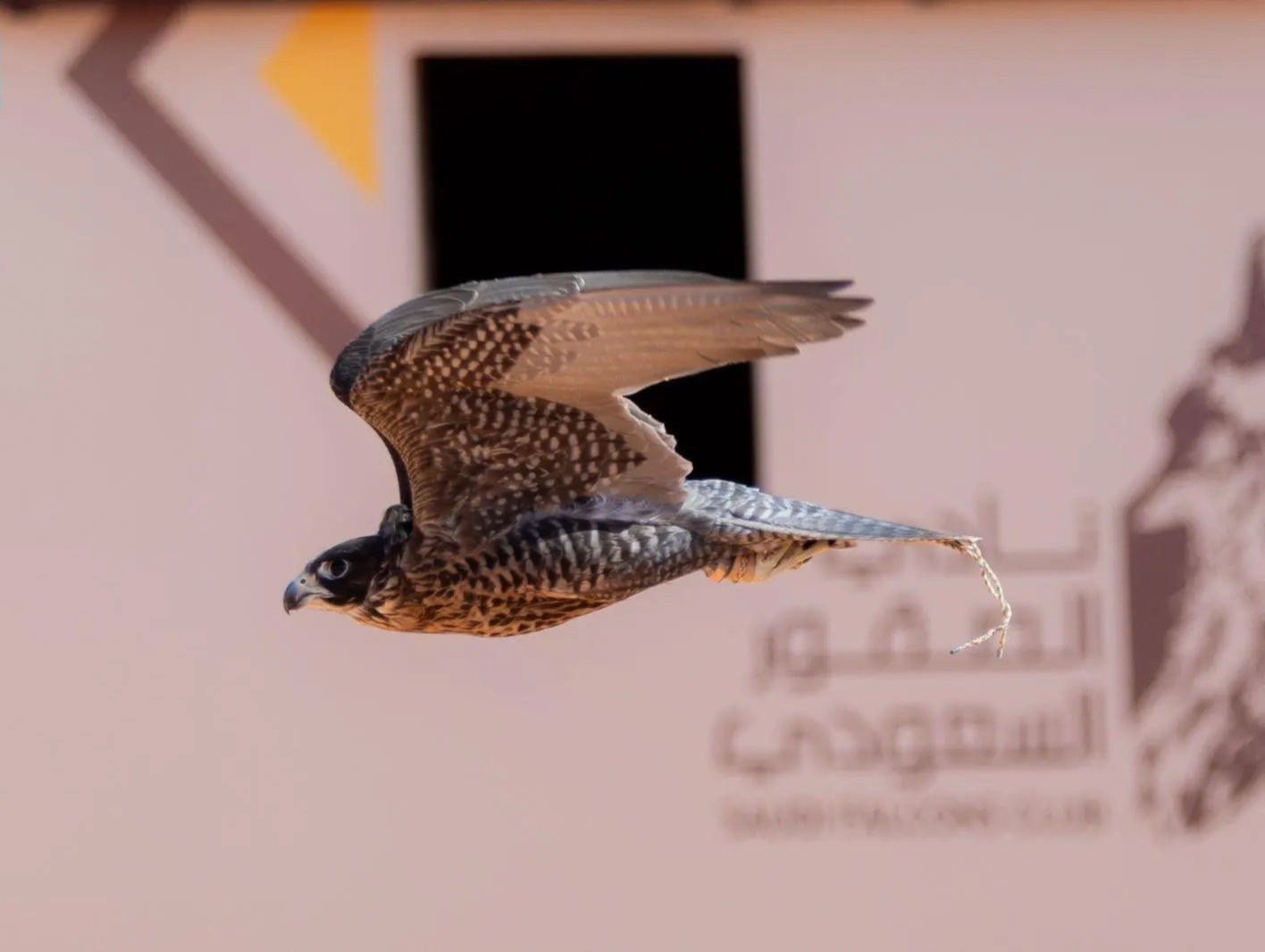 تتويج (12) محترفًا دوليًّا بكؤوس الملك عبدالعزيز في مهرجان الصقور 2025.