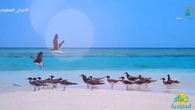 البحر الأحمر إحدى الوجهات السياحية المتجددة والعصرية، تجمع بين السياحة الفاخرة وسحر الطبيعة. 