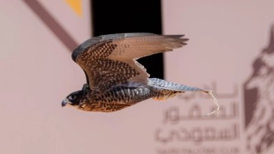 تتويج (12) محترفًا دوليًّا بكؤوس الملك عبدالعزيز في مهرجان الصقور 2025.